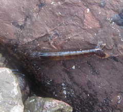 Betaeopsis aequimanus