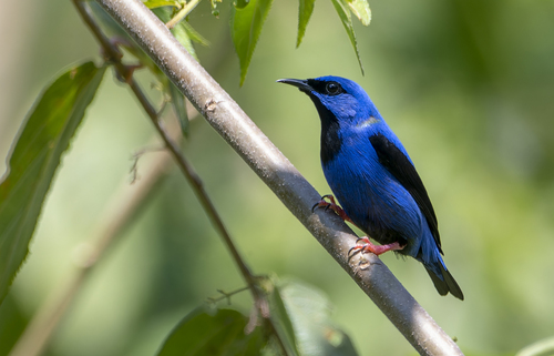Short-billed Honeycreeper (Cyanerpes nitidus), photo 2