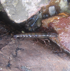 Betaeopsis aequimanus