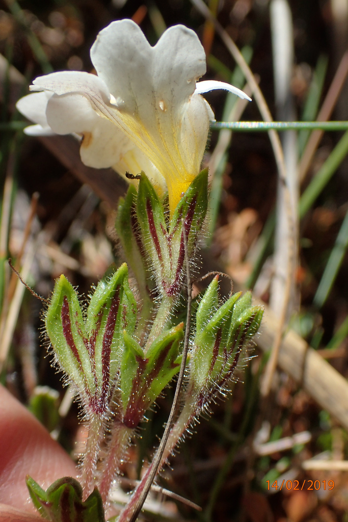 Euphrasia townsonii