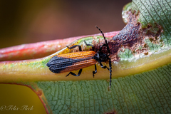 Xylobanus meyricki