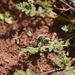 Paracotalpa ursina rubripennis - Photo (c) Valtierra, algunos derechos reservados (CC BY-NC-ND), uploaded by Valtierra
