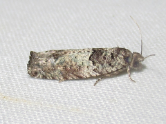 Pseudexentera knudsoni