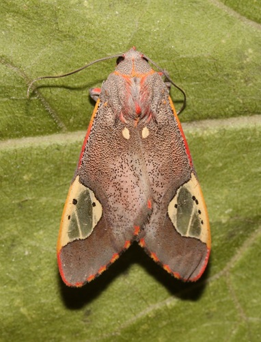 Grote's bertholdia photo 3