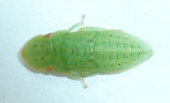 Ledropsis