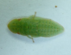 Ledropsis