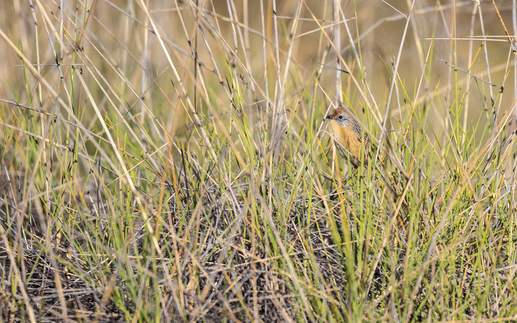 Mallee Emuwren in August 2023 by Sam Gordon · iNaturalist