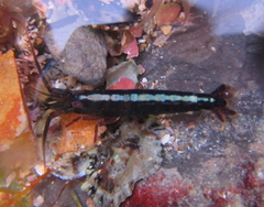 Betaeopsis aequimanus