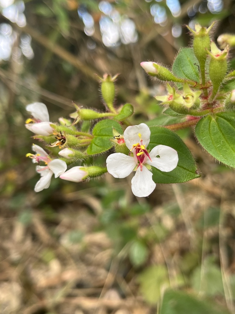 Monochaetum glanduliferum