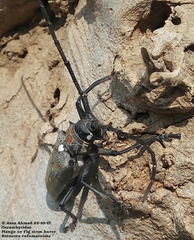 Batocera rufomaculata