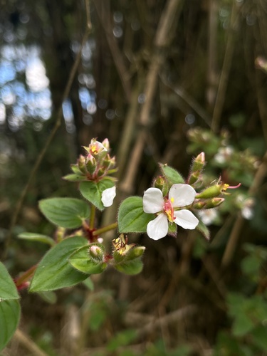 Monochaetum glanduliferum, photograph 5