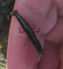 Betaeopsis aequimanus