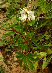 Sidalcea candida