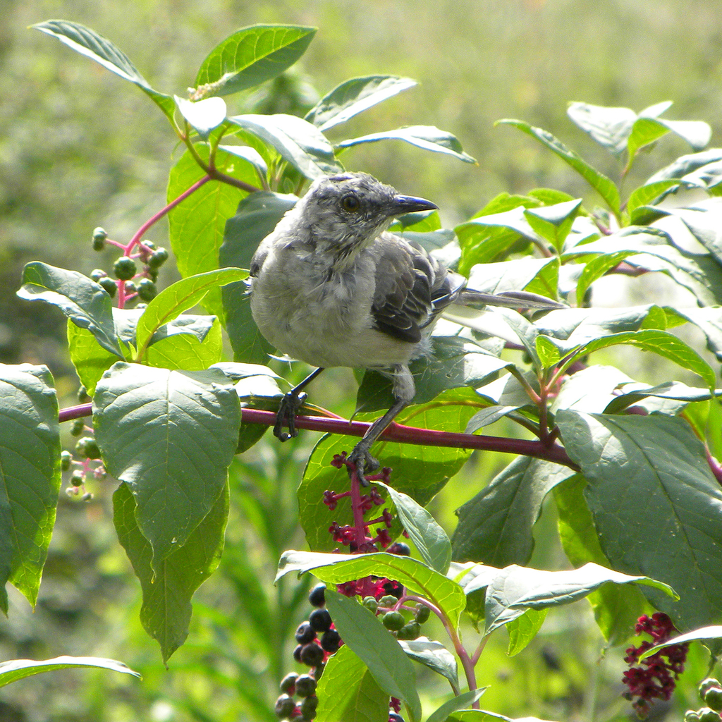 Northern Mockingbird from Northern Kentucky University, Highland