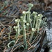 Lesser Sulphur-cup Lichen - Photo (c) Hans, some rights reserved (CC BY-NC), uploaded by Hans
