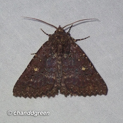 Hypersypnoides submarginata