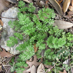 Torilis nodosa