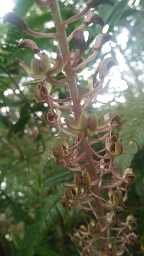 Image of Liparis formosana by (c) Cheng-Te Hsu, some rights reserved (CC BY)