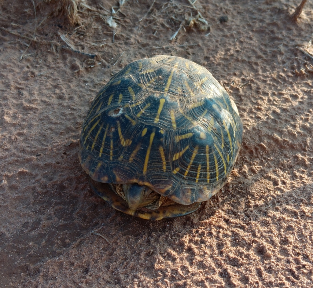 Ornate Box Turtle From Clovis NM 88101 USA On August 28 2023 At 06   Large 