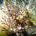 Brown Bryozoan - Photo (c) Janine Baker, some rights reserved (CC BY-NC), uploaded by Janine Baker