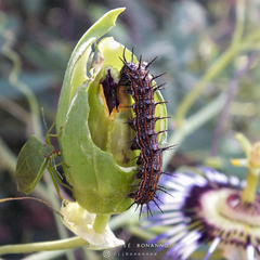 Dione vanillae maculosa