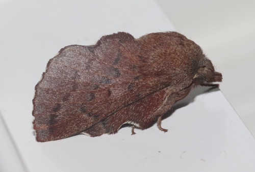 iNaturalist observation photo of American Lappet Moth