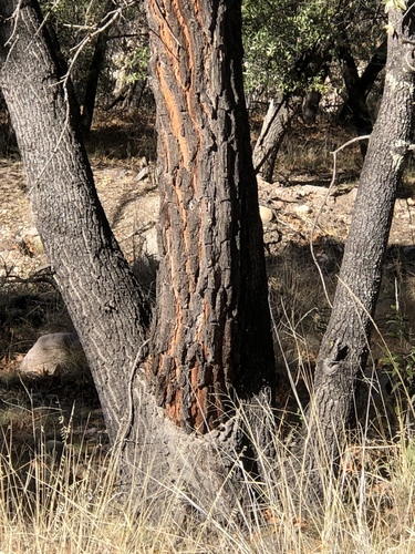 Chihuahuan pine (Pinus leiophylla)