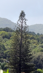 Araucaria heterophylla