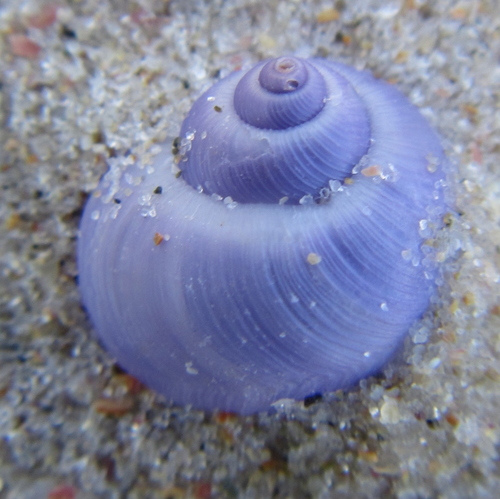 photo of Dwarf Violet Snail (Janthina exigua)