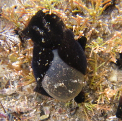 Papawera zelandiae