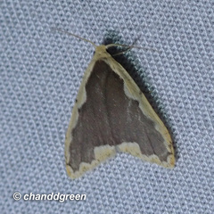 Diduga flavicostata