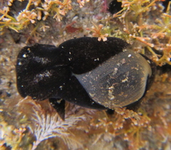 Papawera zelandiae