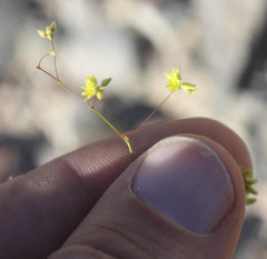 Eriogonum trichopes