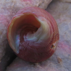 Micrelenchus purpureus