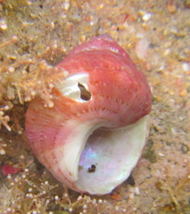 Micrelenchus purpureus