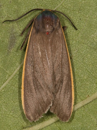 Euchaetes antica photo 2