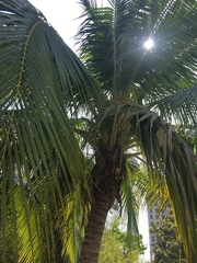 Cocos nucifera