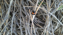 Coelophora biplagiata