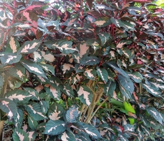 Graptophyllum pictum