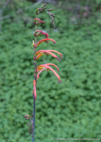 Chasmanthe bicolor (Chasmanthe bicolor)