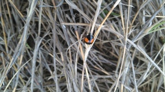 Coelophora biplagiata