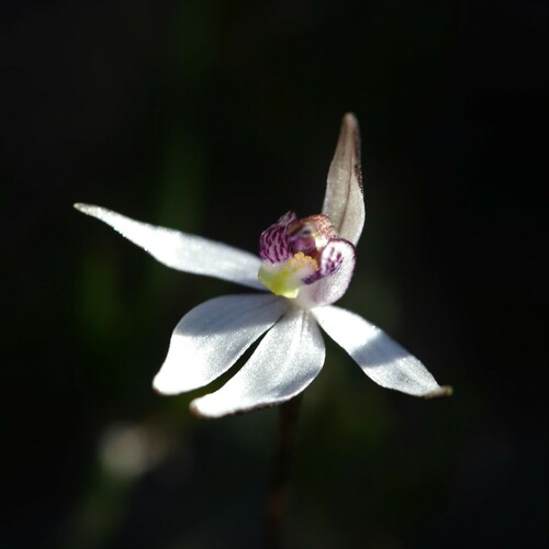 Image of Caladenia saccharata by (c) Hugo Innes, some rights reserved (CC BY)