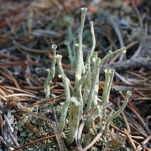 Lesser Sulphur-cup Lichen