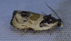 Olethreutes griseoalbana