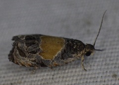 Olethreutes osmundana