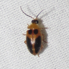 Sacodes pulchella