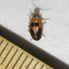 Sacodes pulchella