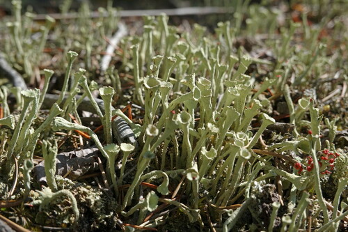 Lesser Sulphur-cup Lichen