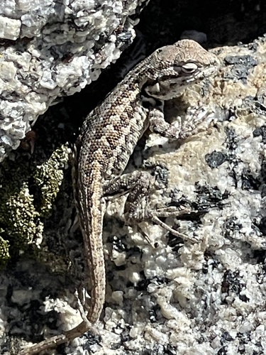 iNaturalist observation photo of Common Sagebrush Lizard