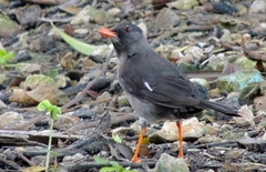 Turdus aurantius